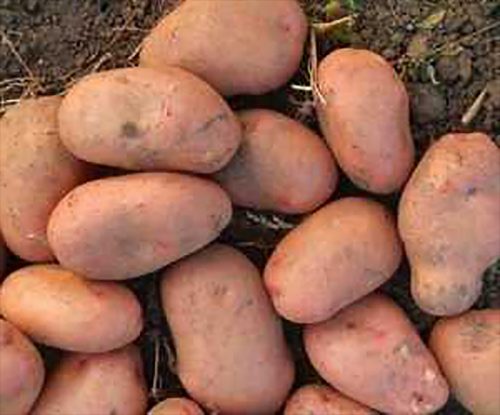 Семенной картофель Славянка клубни Семенной картофель Славянка