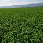 Семенной картофель Сорая рост