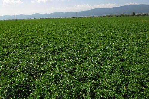 Семенной картофель Сорая рост