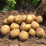 Семенной картофель Сорая клубни
