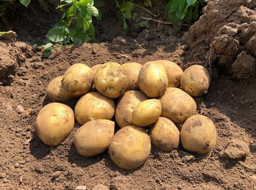 Семенной картофель Сорая клубни