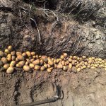 Семенной картофель Сорая уборка