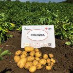 Семенной картофель Коломбо в поле