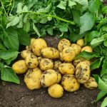 Семенной картофель Коломбо урожайность