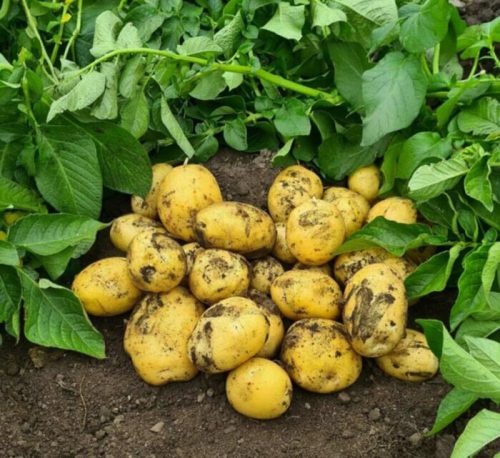 Семенной картофель Коломбо урожайность