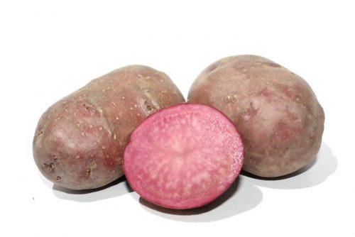 Семенной картофель Хортица клубни