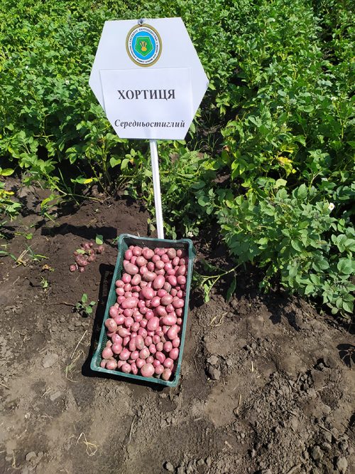 Семенной картофель Хортица