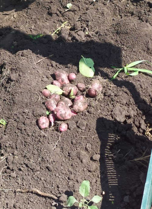 Семенной картофель Хортица