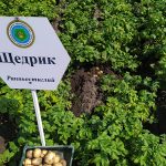 Семенной картофель Щедрик кусты картофеля