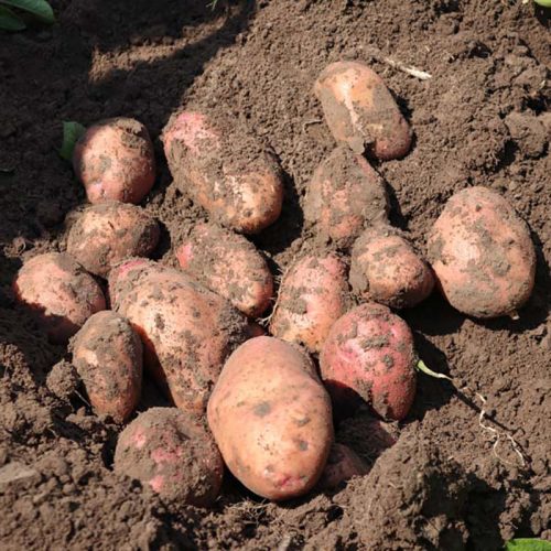 Посадочный картофель Мирослава клубни картофеля Мирослава