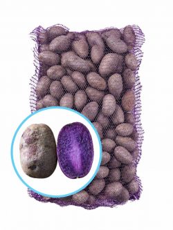 Семенной картофель Солоха