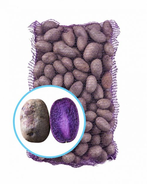 Семенной картофель Солоха