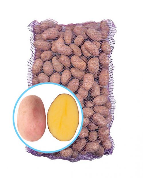 Семенной картофель Ред Фентези Семенной картофель Ред Фентези