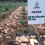 Урожайность картофеля Прада