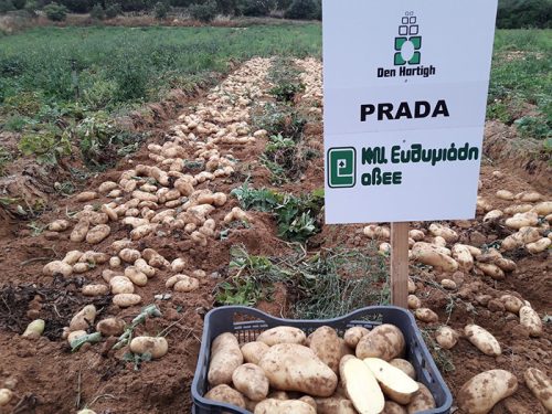 Урожайность картофеля Прада Урожайность картофеля Прада