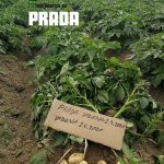 Растение картофеля Прада