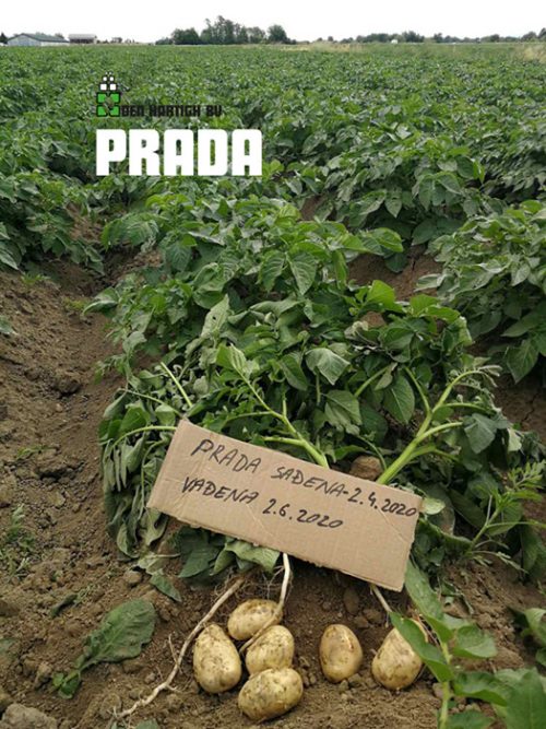 Растение картофеля Прада Растение картофеля Прада