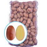 Семенной картофель Ажур