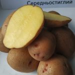 Семенной картофель Ажур