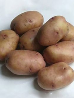 Насіннєва картопля Ажур