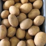 Семенной картофель Бельмонда