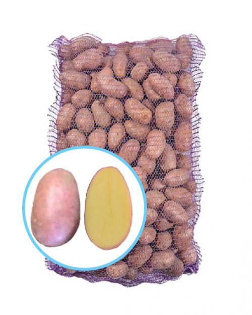 Семенной картофель Санибель Семенной картофель Санибель