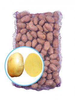 Семенной картофель Коннект