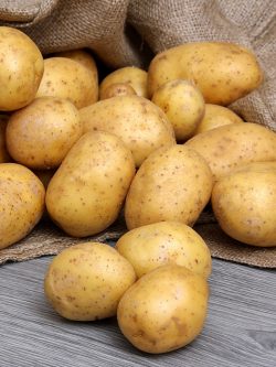 Семенной картофель Мелоди