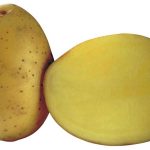 Какртофель Борвина