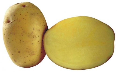 Какртофель Борвина Какртофель Борвина