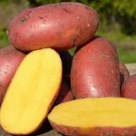 Семенной картофель Лаура