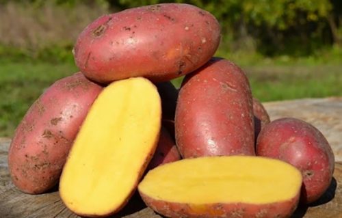 Семенной картофель Лаура Семенной картофель Лаура