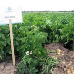 Семенной картофель Винета