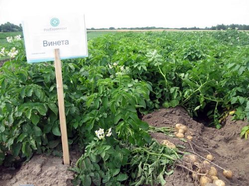 Семенной картофель Винета Семенной картофель Винета
