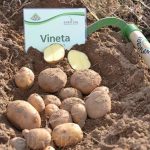 Семенной картофель Винета