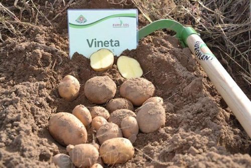 Семенной картофель Винета Семенной картофель Винета