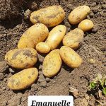 Семенной картофель Эммануэль
