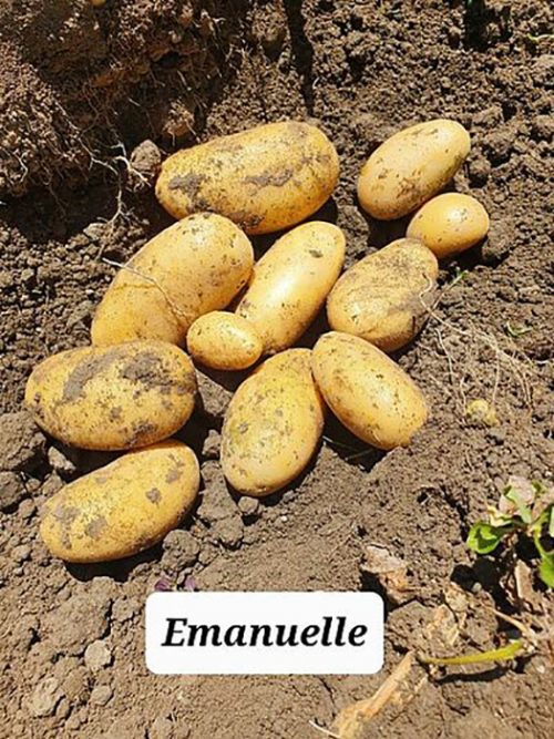 Семенной картофель Эммануэль Семенной картофель Эммануэль