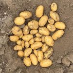 Семенной картофель Эммануэль