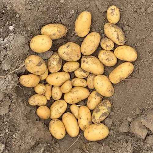 Семенной картофель Эммануэль Семенной картофель Эммануэль