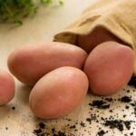 Семенной картофель Рикарда