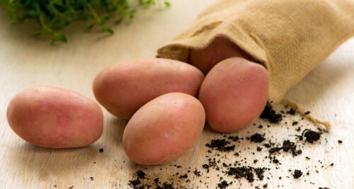 Семенной картофель Рикарда Семенной картофель Рикарда