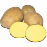 Семенной картофель Медея