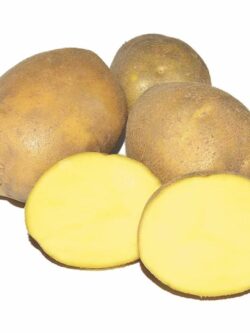 Семенной картофель Медея