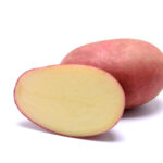 Семенной картофель Рикарда