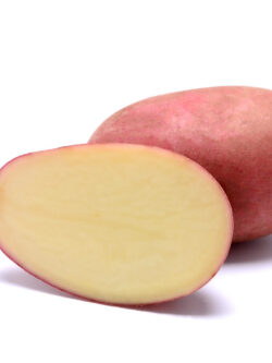 Семенной картофель Рикарда