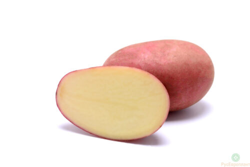 Семенной картофель Рикарда Семенной картофель Рикарда