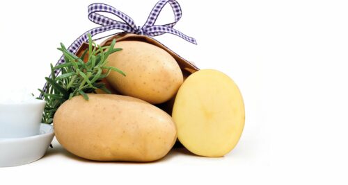 Семенной картофель Джелли