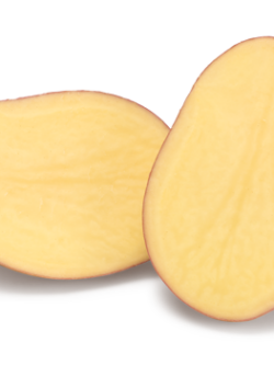 Семенной картофель Эсми