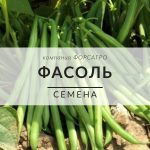 Фасоль